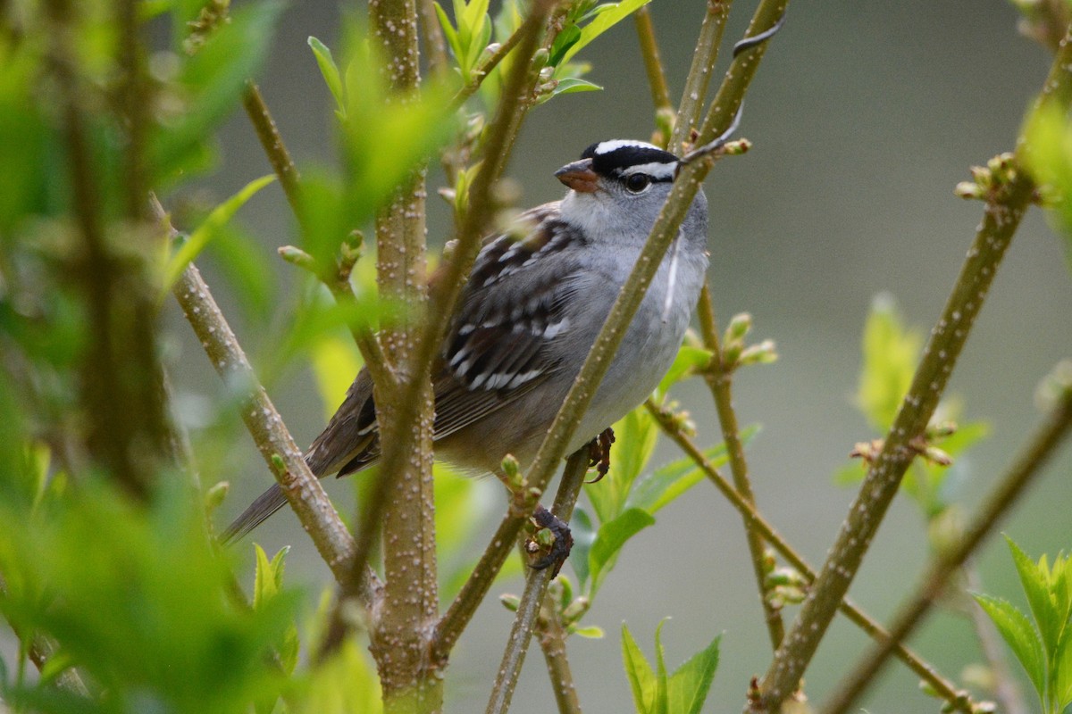 White-crowned Sparrow - Steve Mierzykowski