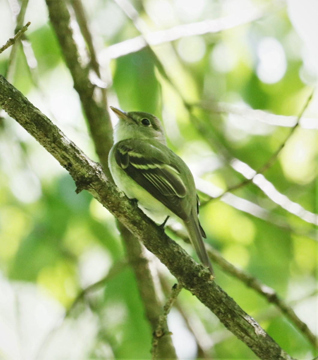 Acadian Flycatcher - Russell Johnson