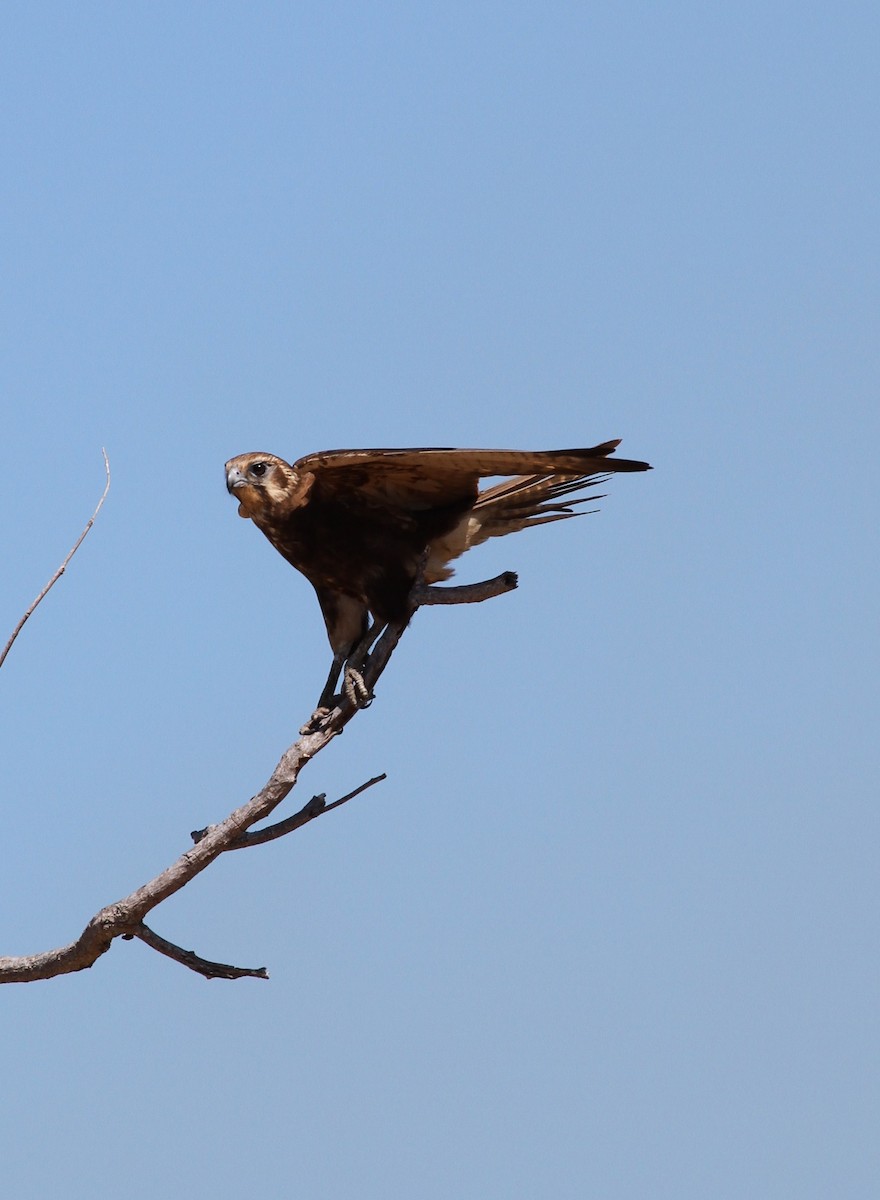 Brown Falcon - Colin Trainor