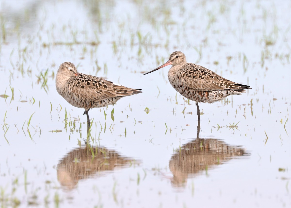 Hudsonian Godwit - ML572520541