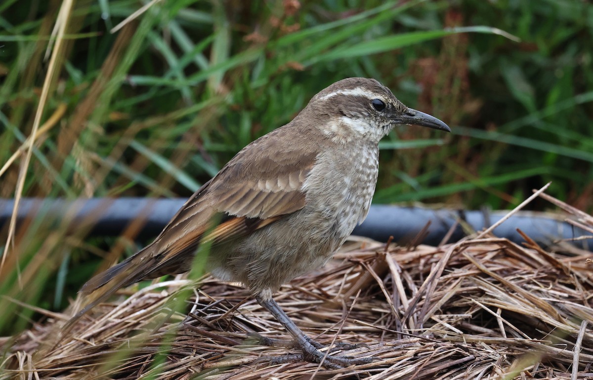 Stout-billed Cinclodes - Stein Henning Olsen