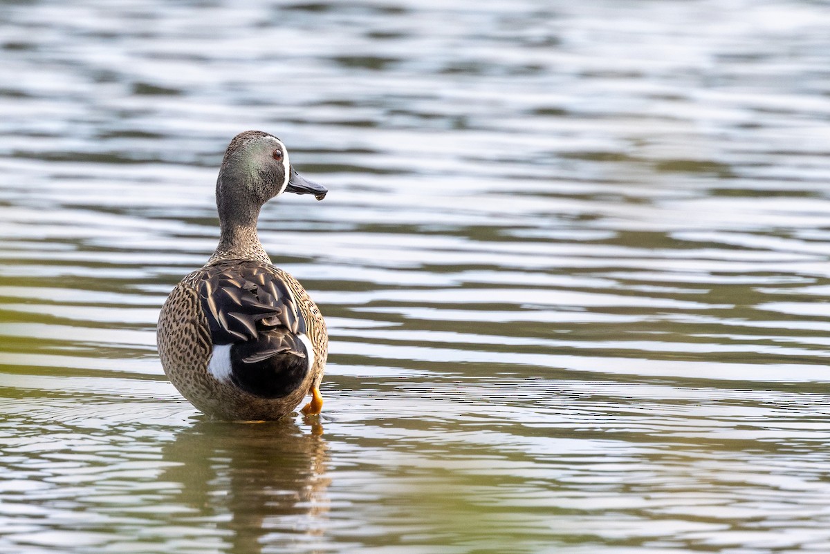 Blue-winged Teal - ML572521061