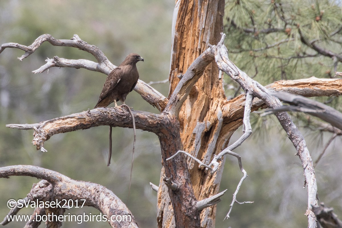 Red-tailed Hawk - Steve Valasek