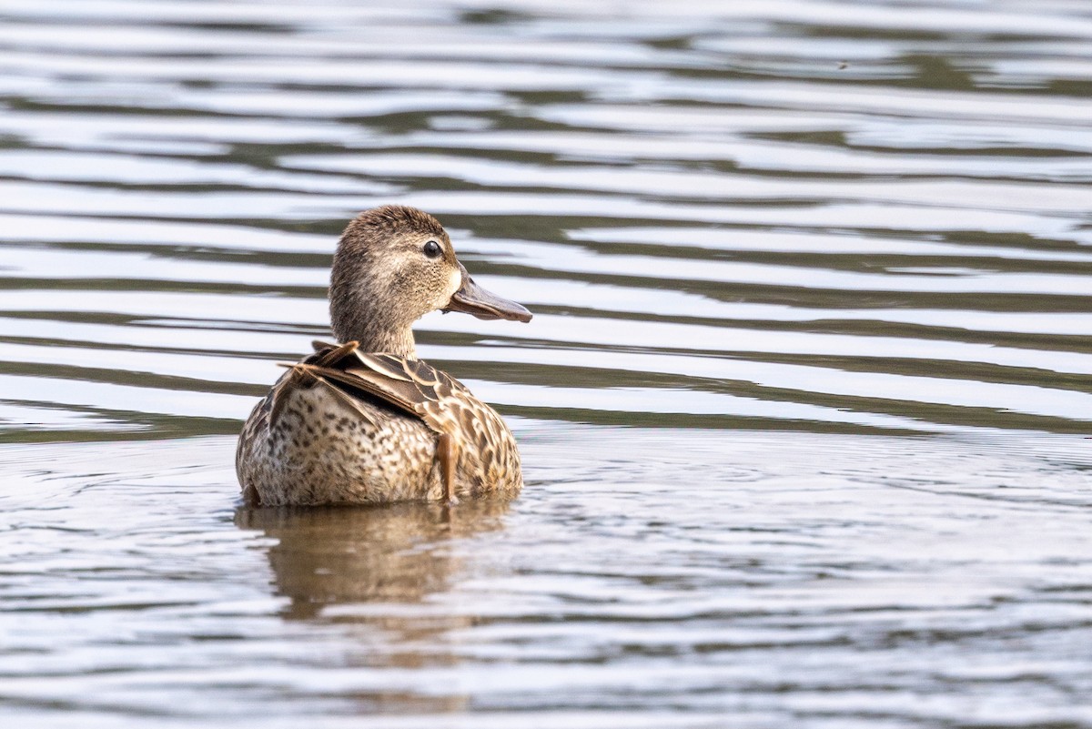 Blue-winged Teal - ML572521471