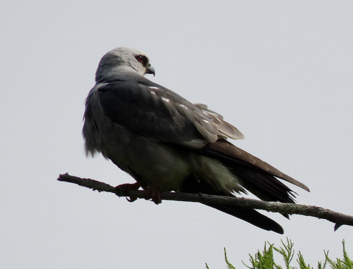 Mississippi Kite - Bonnie Berard