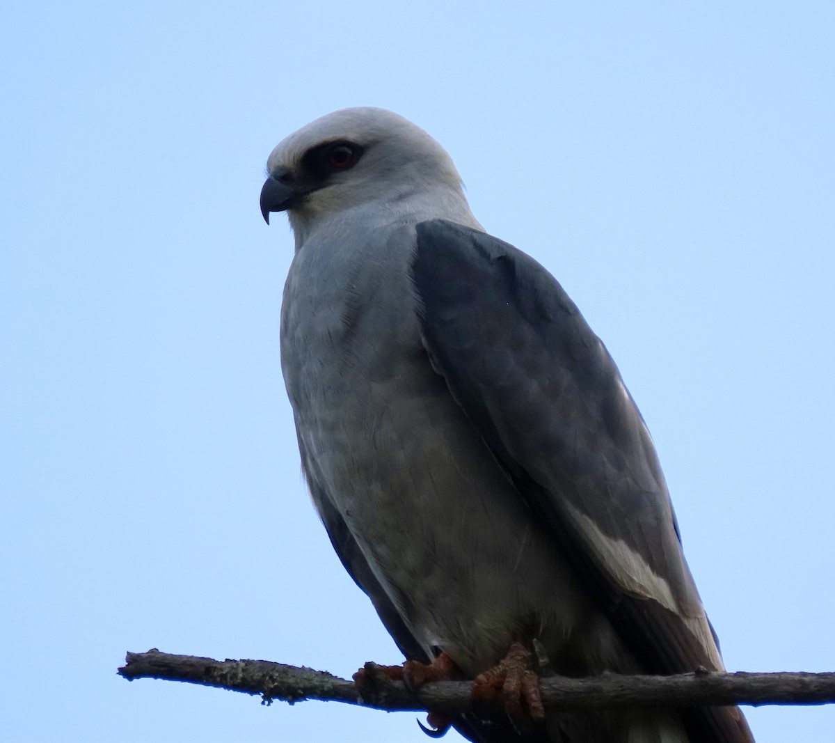 Mississippi Kite - Bonnie Berard