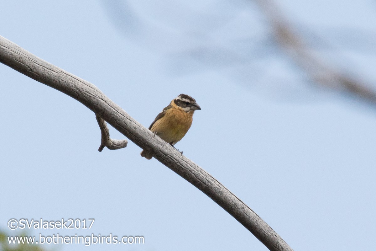 Black-headed Grosbeak - ML57252271