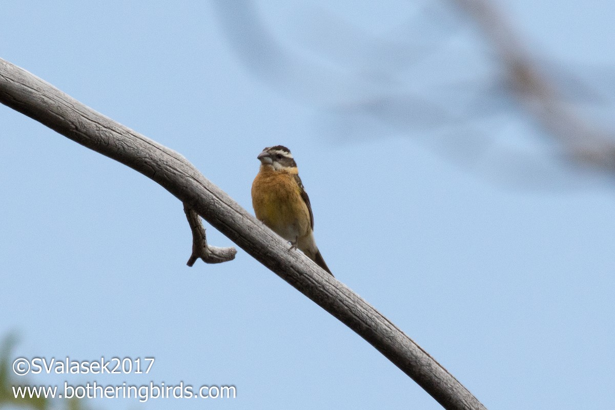 Black-headed Grosbeak - ML57252281