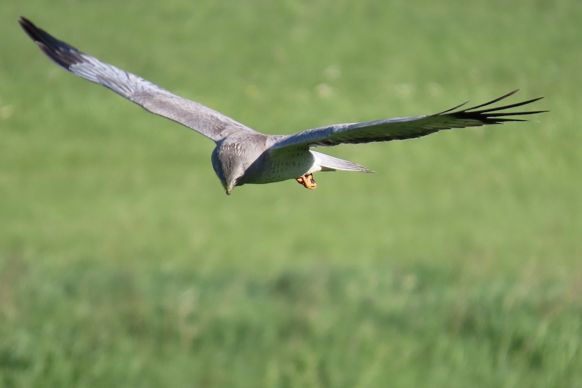 Northern Harrier - Merrie Perron