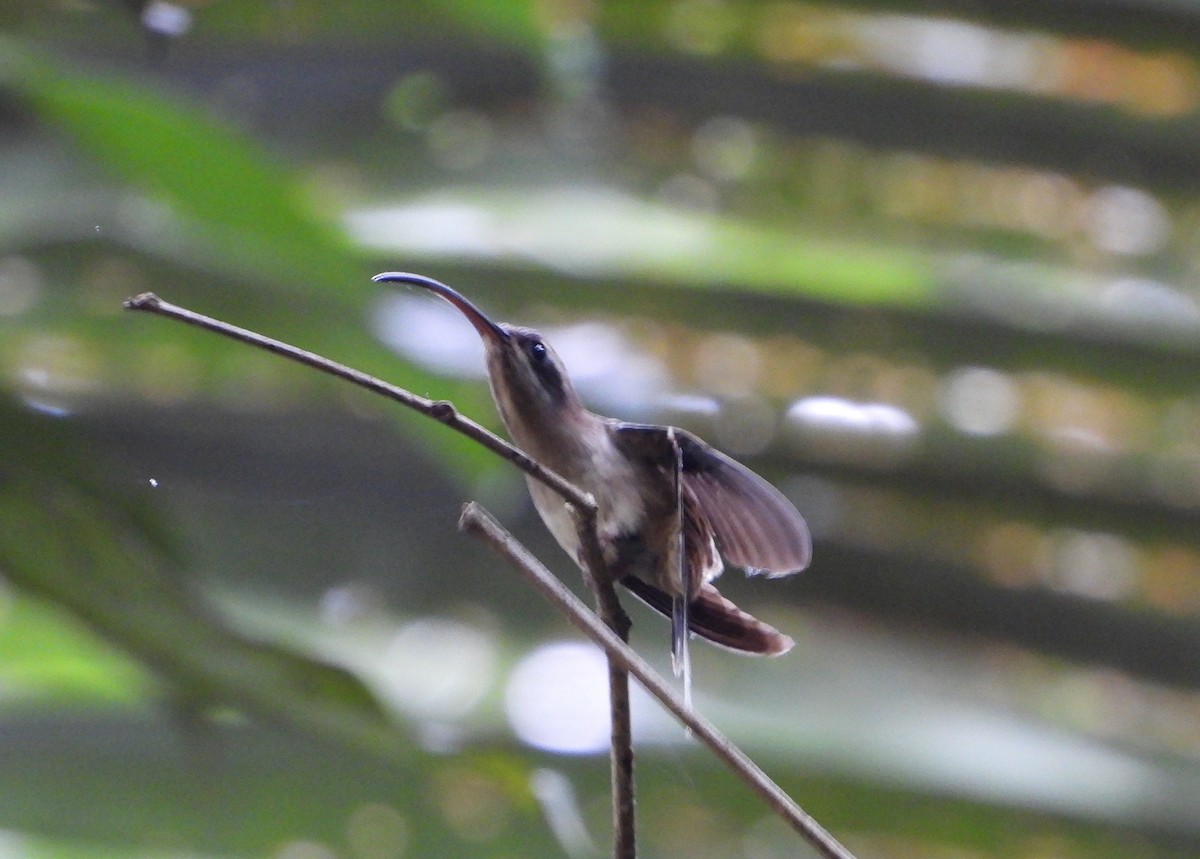 Длинноклювый колибри-отшельник - ML572523731