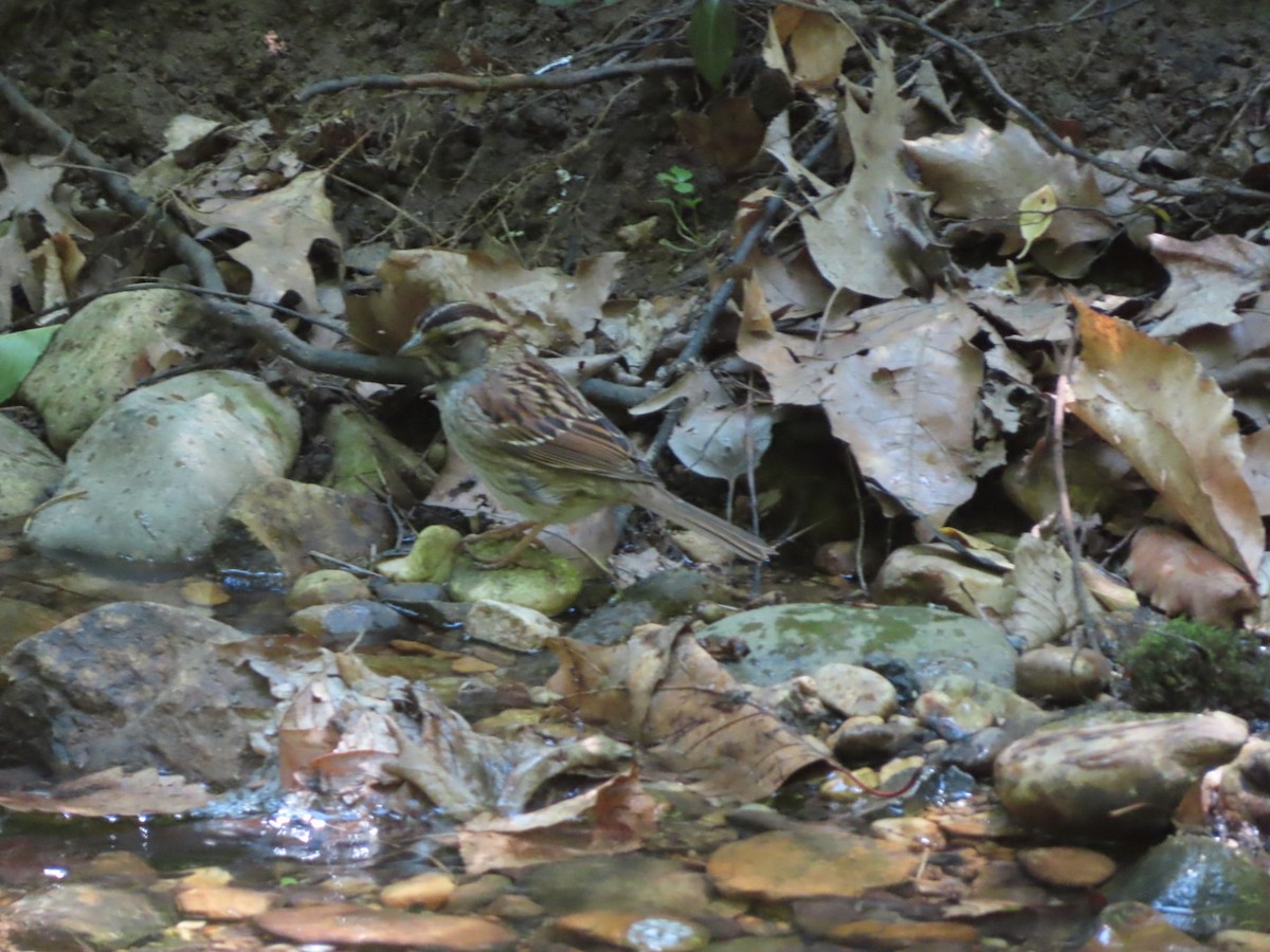 White-throated Sparrow - ML572524421