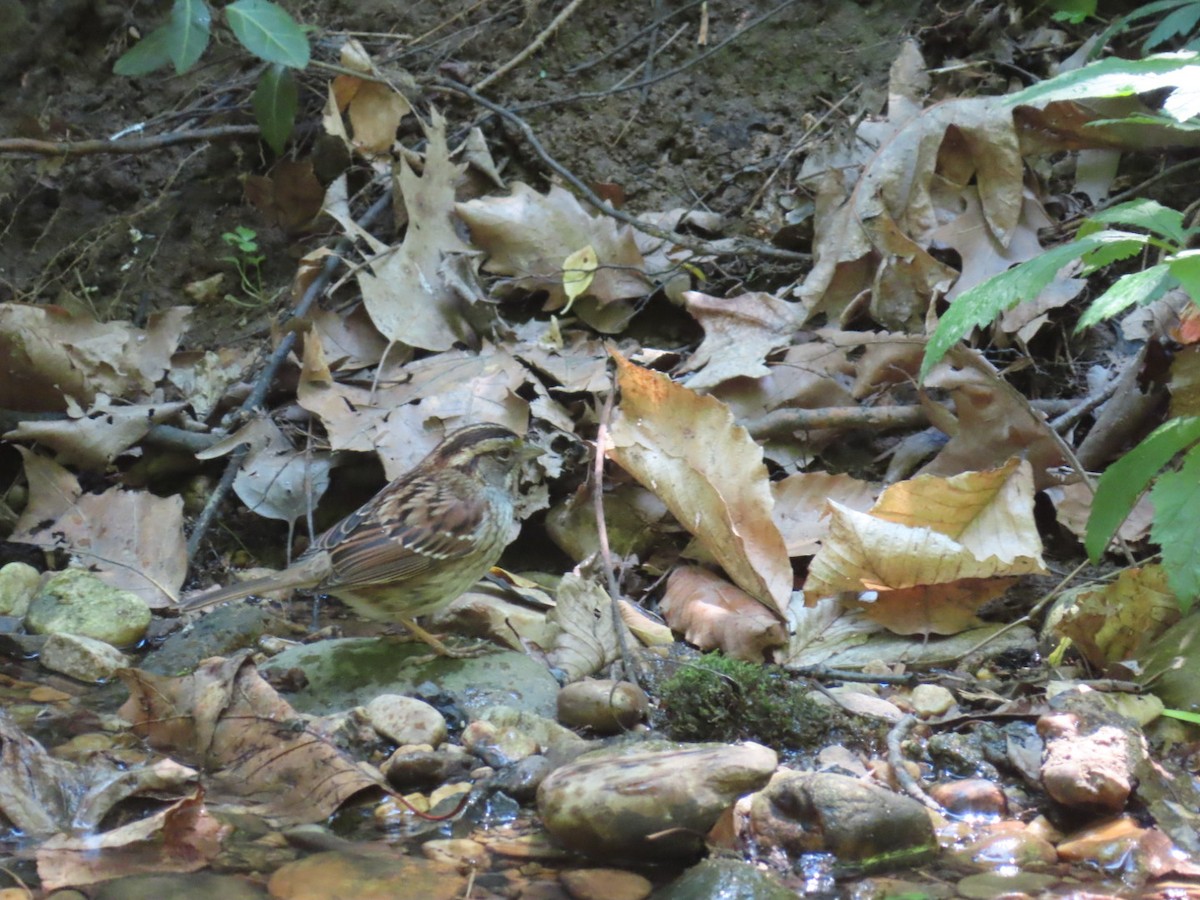 White-throated Sparrow - ML572524431