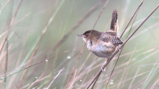 Grass Wren - ML572524461