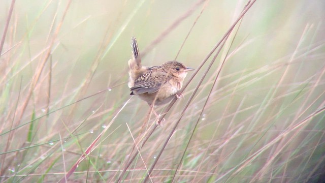 Grass Wren - ML572524561