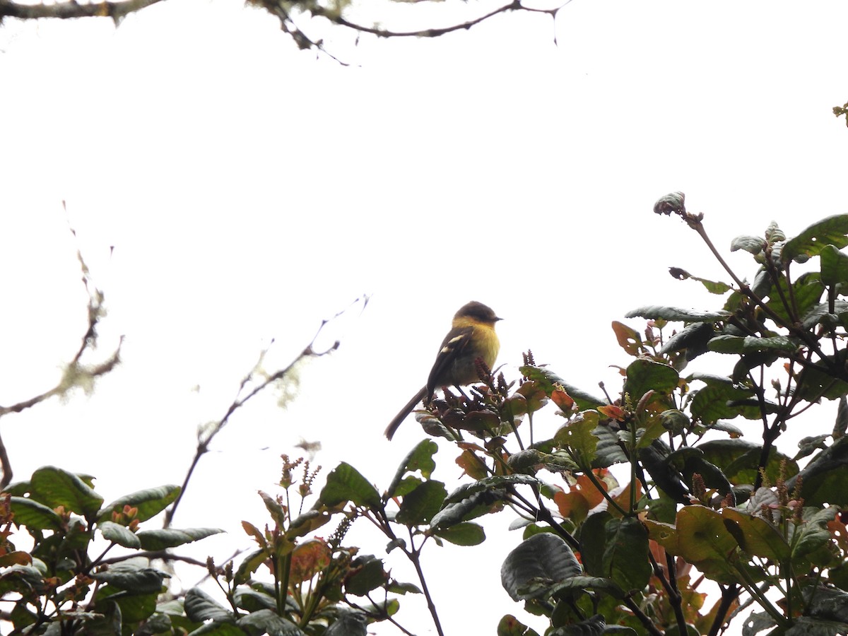 Ochraceous-breasted Flycatcher - ML572524741