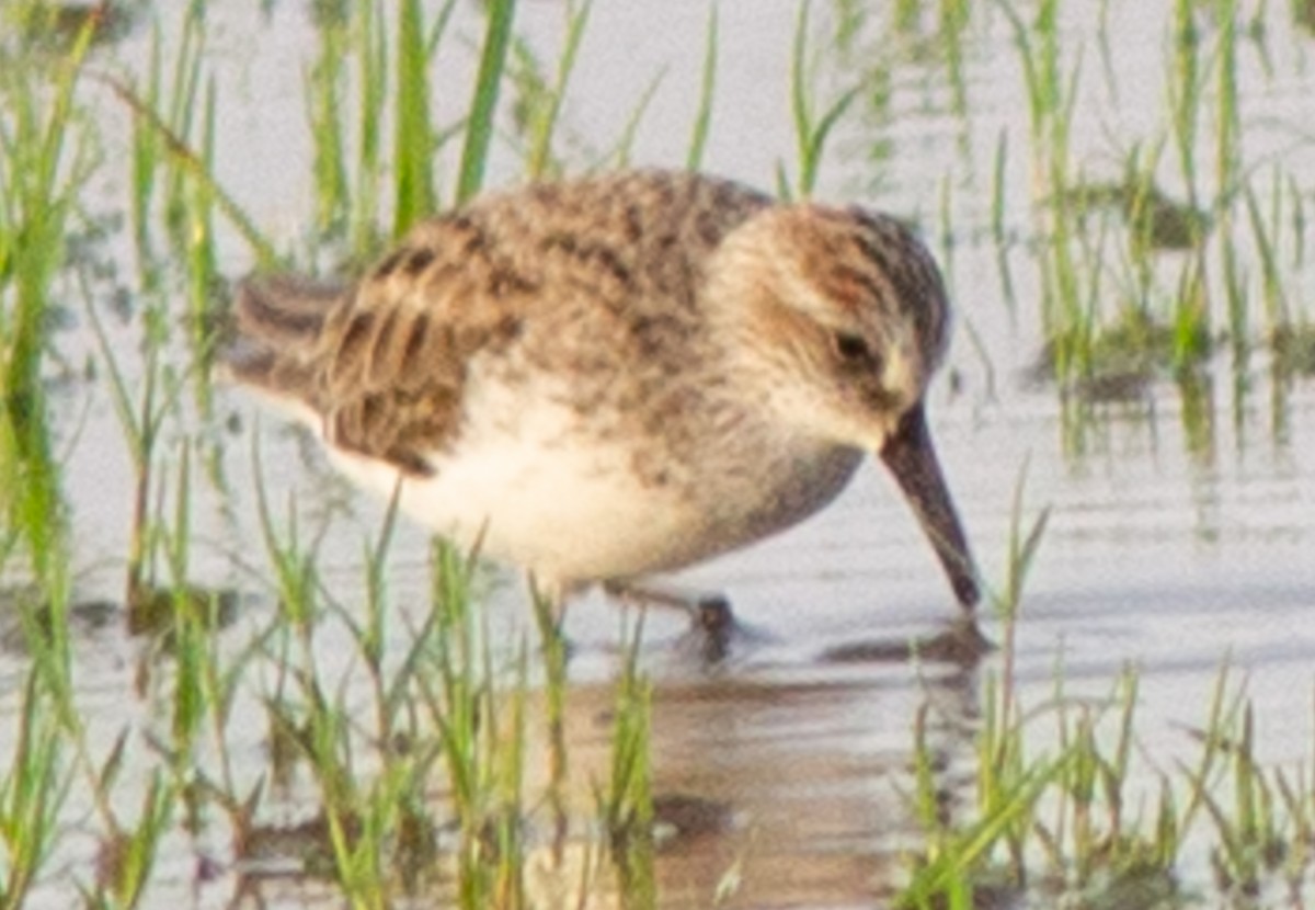 Semipalmated Sandpiper - ML572524981