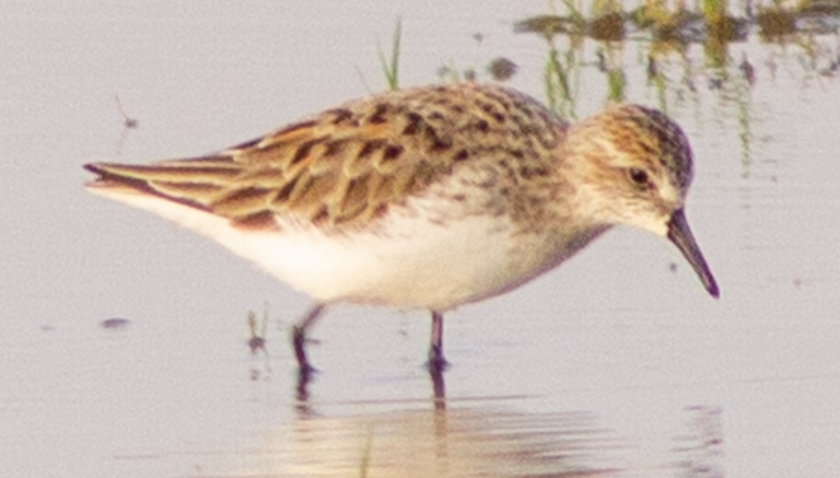 Semipalmated Sandpiper - ML572524991