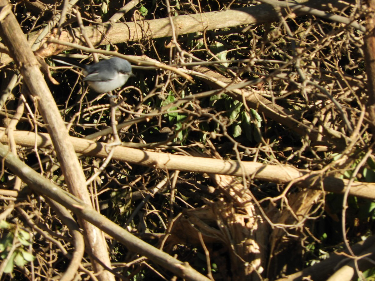 Masked Gnatcatcher - ML572525111