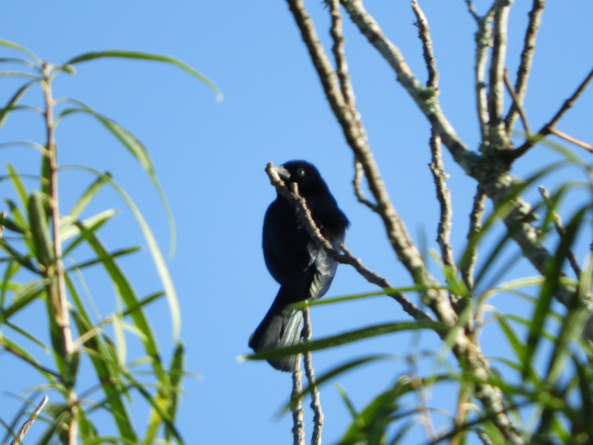 Shiny Cowbird - Silvia Enggist