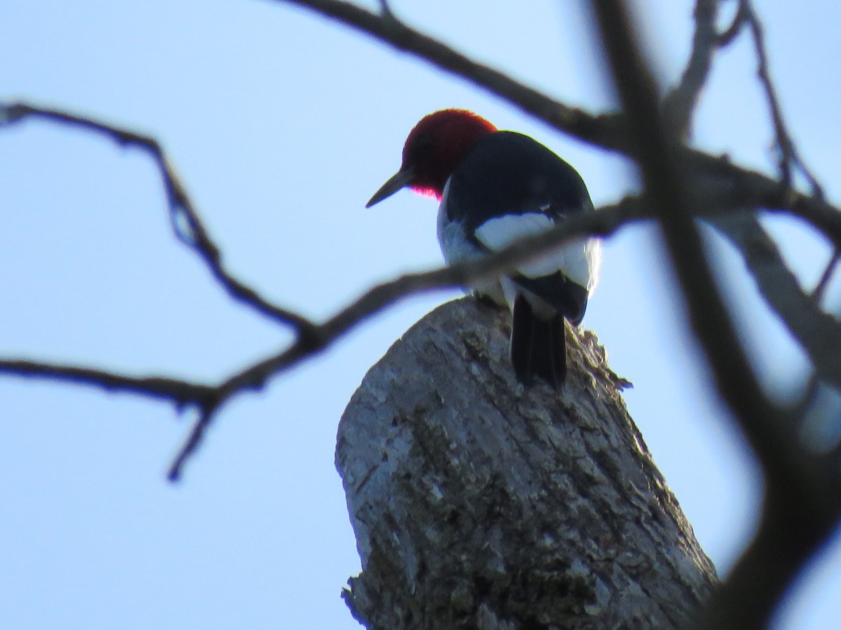 Red-headed Woodpecker - ML572525341