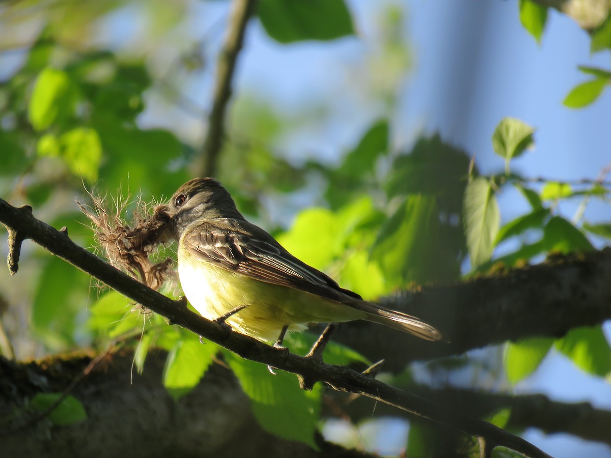 Great Crested Flycatcher - ML572525571