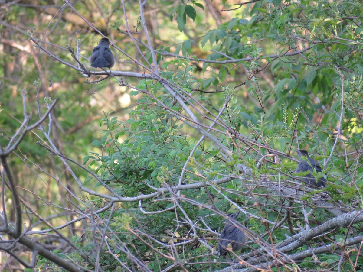 Gray Catbird - ML572525851