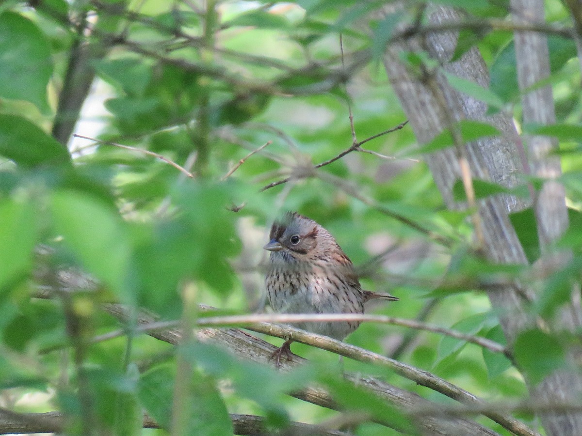 Lincoln's Sparrow - ML572526101