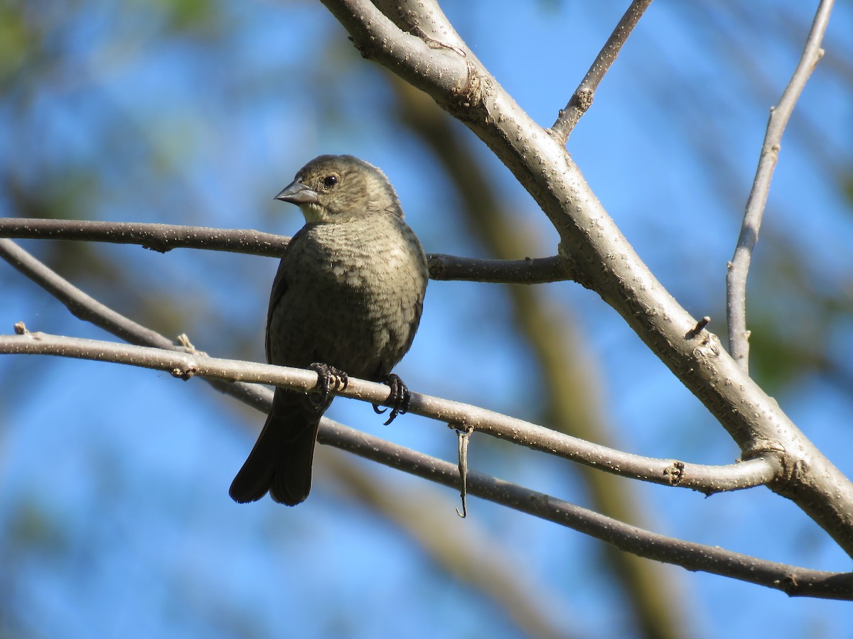 Brown-headed Cowbird - ML572526251