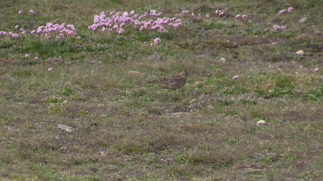 Eurasian Skylark - ML572526771