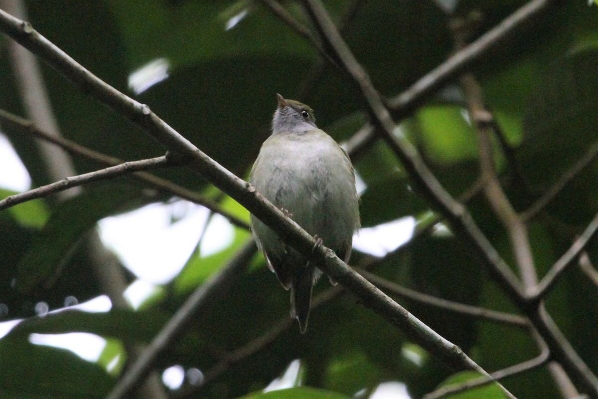 Pin-tailed Manakin - Blaise RAYMOND