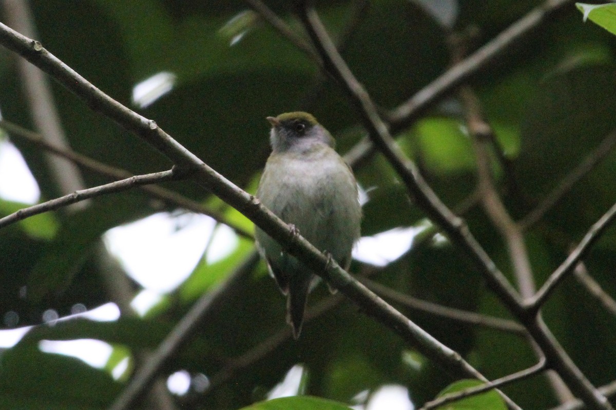 Pin-tailed Manakin - ML572528531