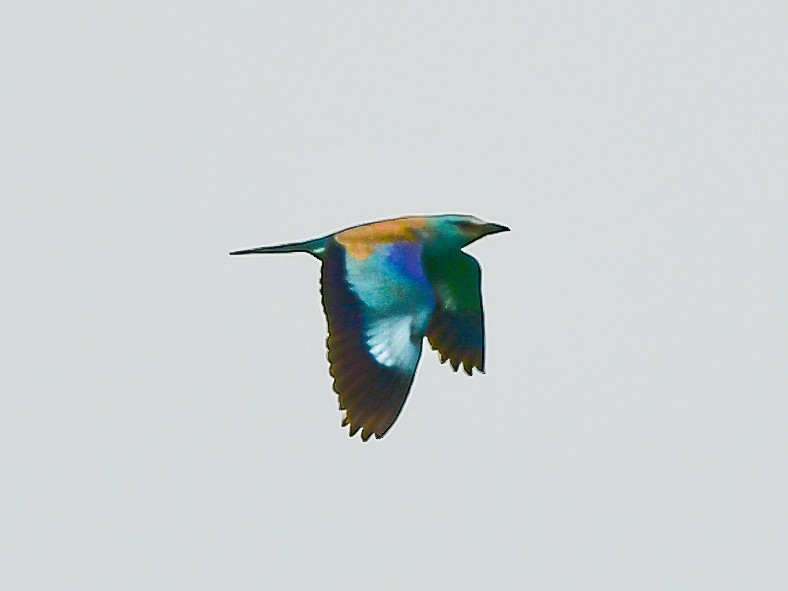 European Roller - ML572528991