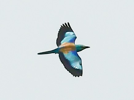 European Roller - ML572529071