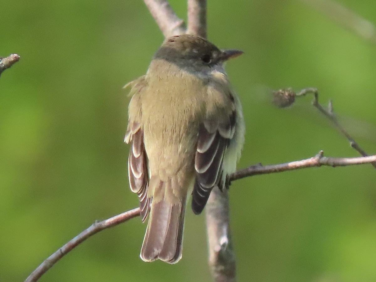 Willow Flycatcher - ML572529991