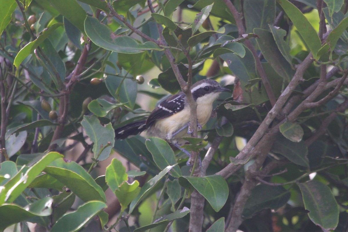 Hormiguerito Serrano (littoralis) - ML572530031