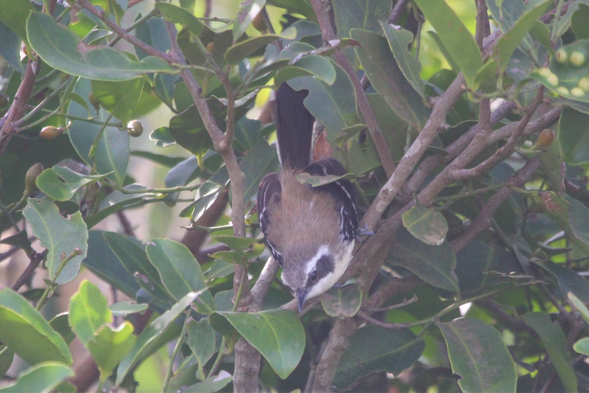 Serraameisenfänger (littoralis) - ML572530311