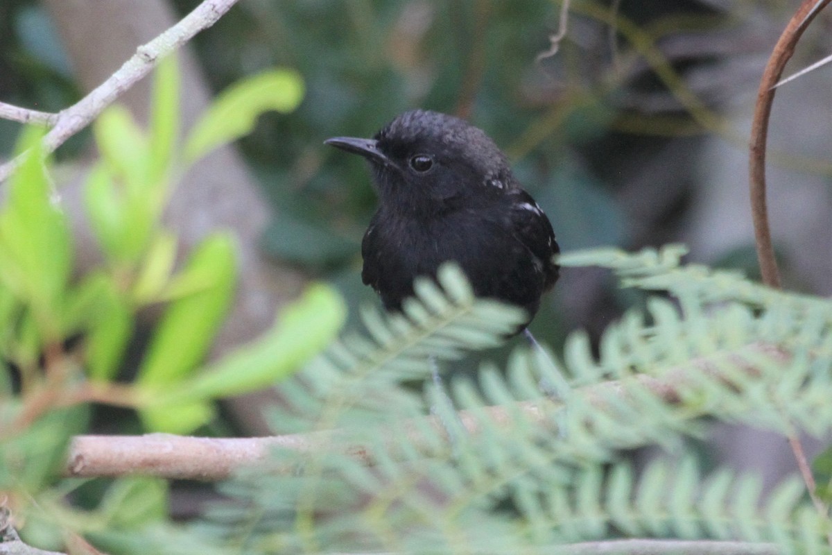 Hormiguerito Serrano (littoralis) - ML572530651