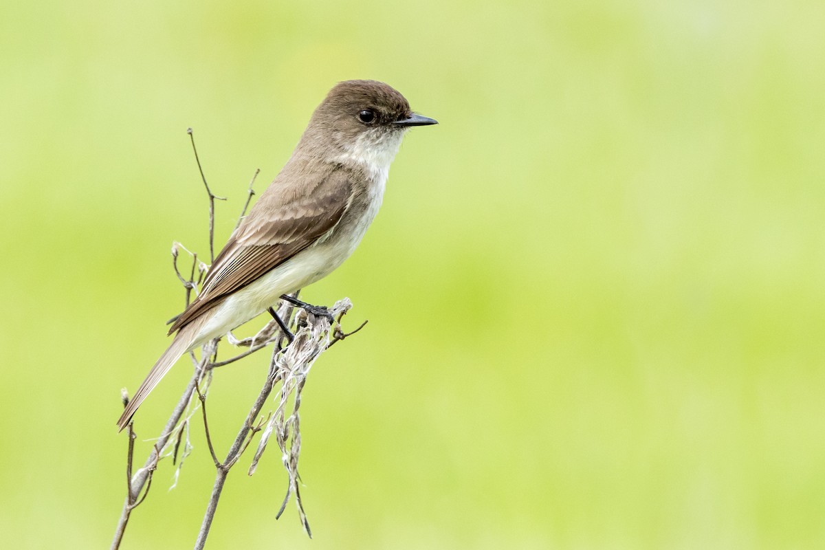 Eastern Phoebe - ML572530741