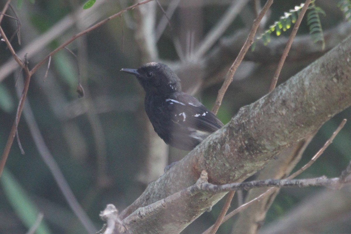 Hormiguerito Serrano (littoralis) - ML572530971