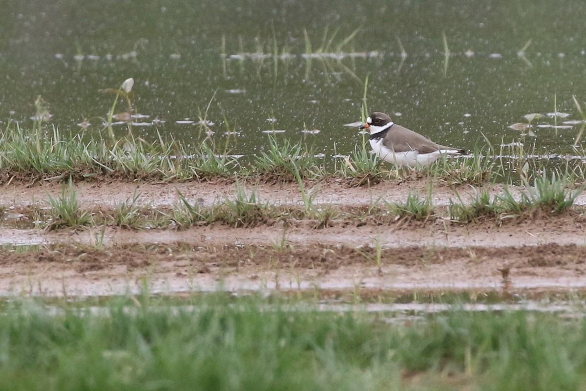 Semipalmated Plover - ML572531191