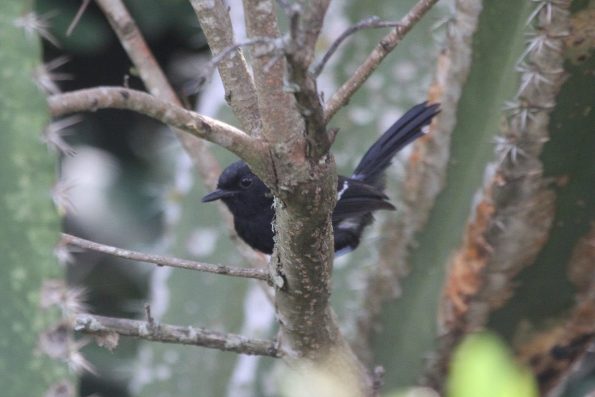 Hormiguerito Serrano (littoralis) - ML572531261