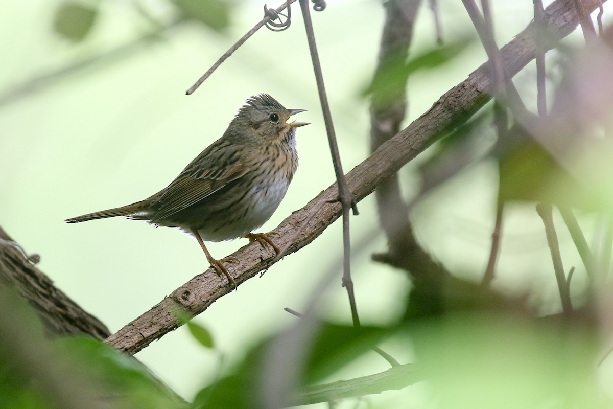 Lincoln's Sparrow - ML572531281