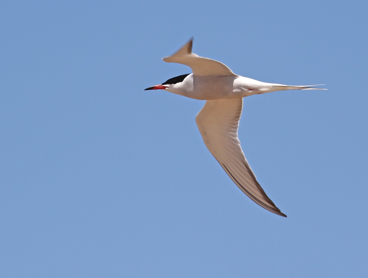 Common Tern - ML572531361