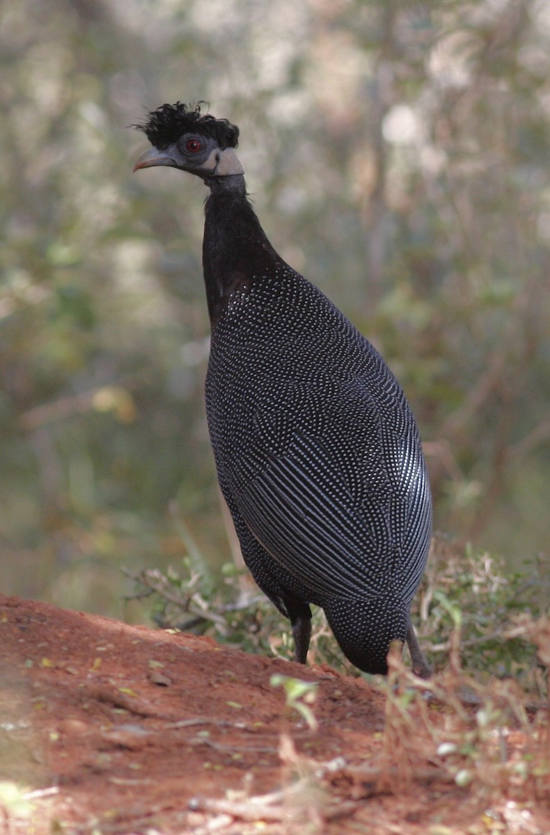 Southern Crested Guineafowl - ML572531461