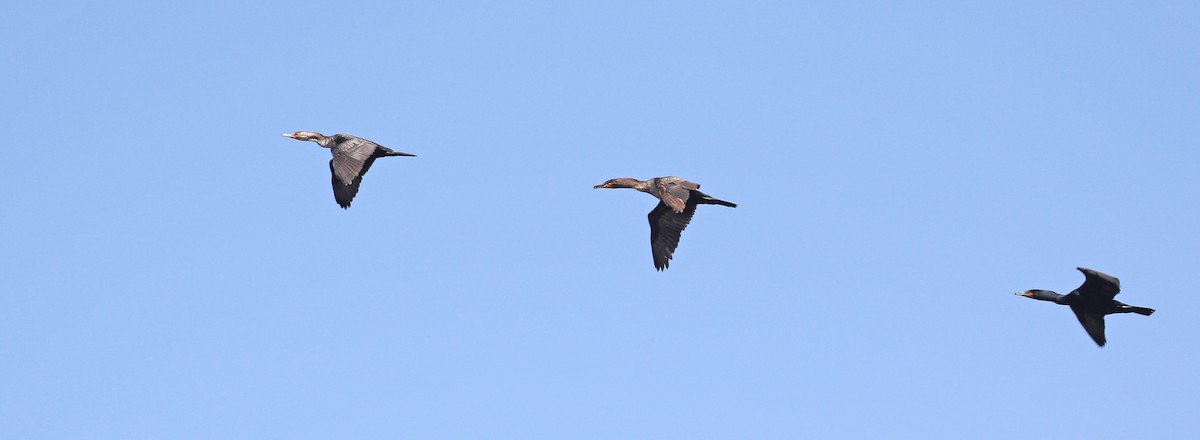 Double-crested Cormorant - ML572531471