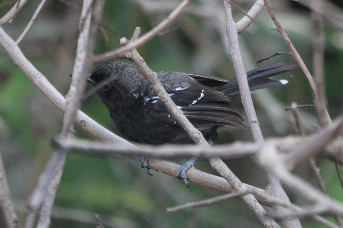 Hormiguerito Serrano (littoralis) - ML572531521