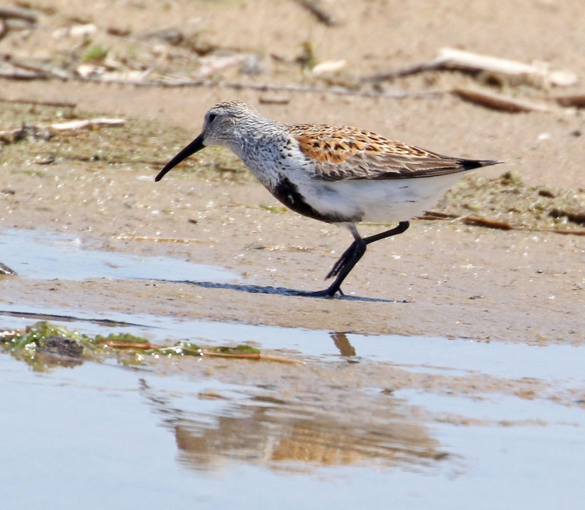 Dunlin - ML572531601