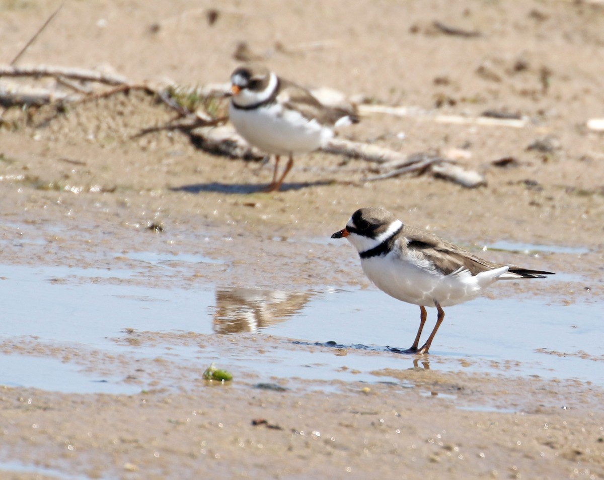Semipalmated Plover - ML572531651