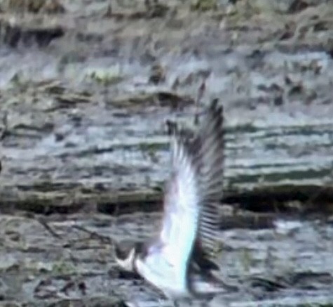Semipalmated Plover - ML572532111