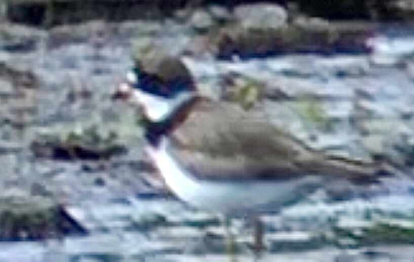 Semipalmated Plover - ML572532121